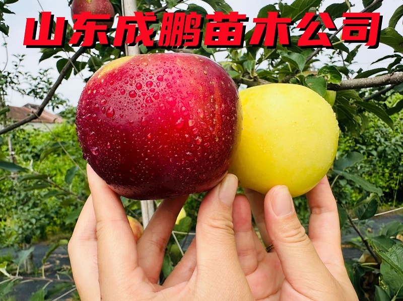 ?月香蘋果