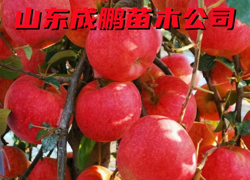 香妃蘋果