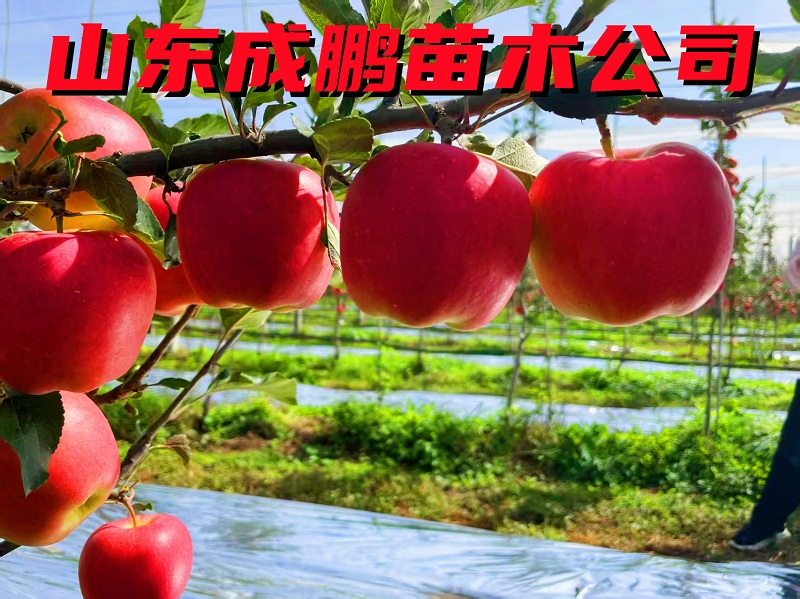 美味蘋果