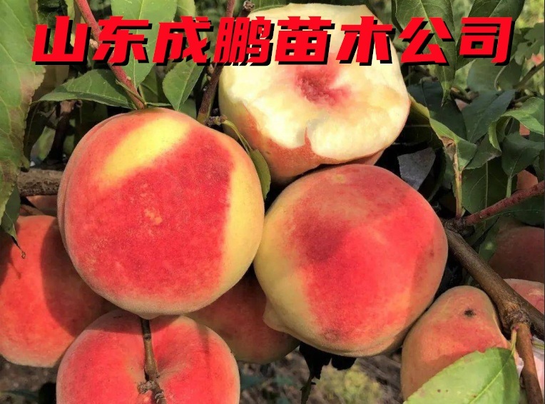 日本桃水蜜桃
