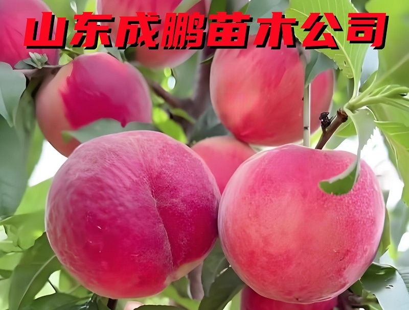 霸王脆桃