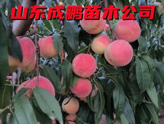 金秋紅蜜桃