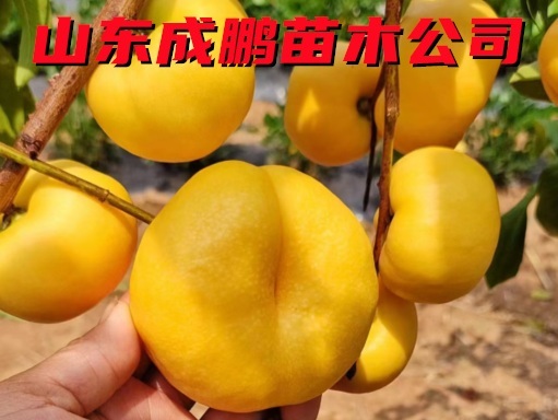 金玉油蟠桃