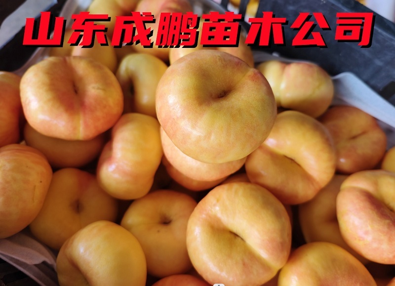 紫霞油蟠桃