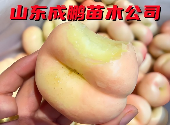 中油蟠10號(hào)