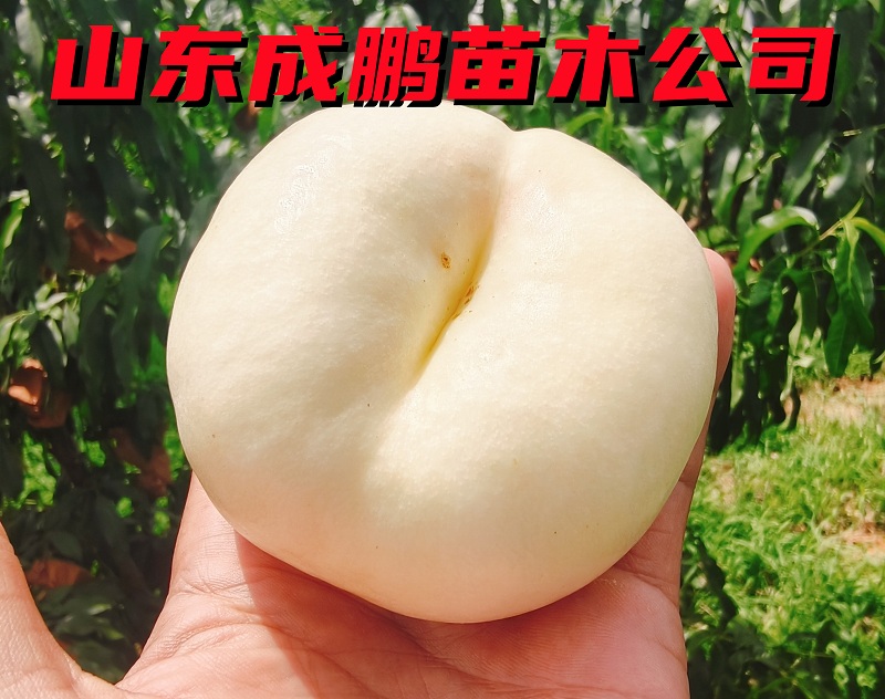 中油蟠12號(hào)