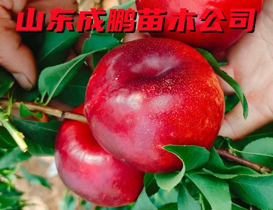天外之星油蟠桃