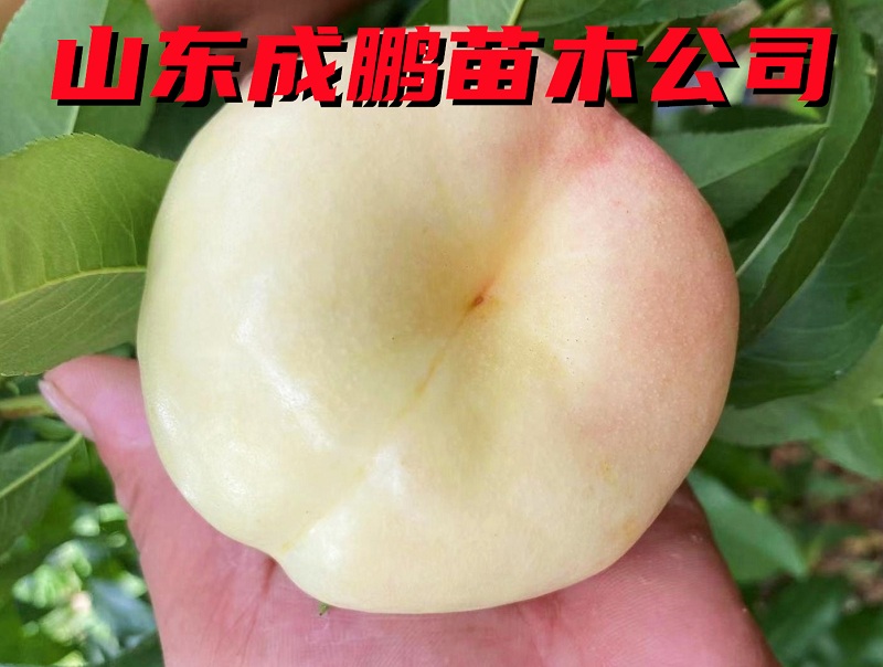 中油蟠8號(hào)
