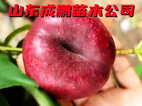 紅肉油蟠