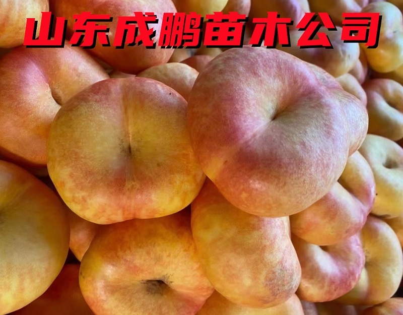 中油蟠9號(hào)