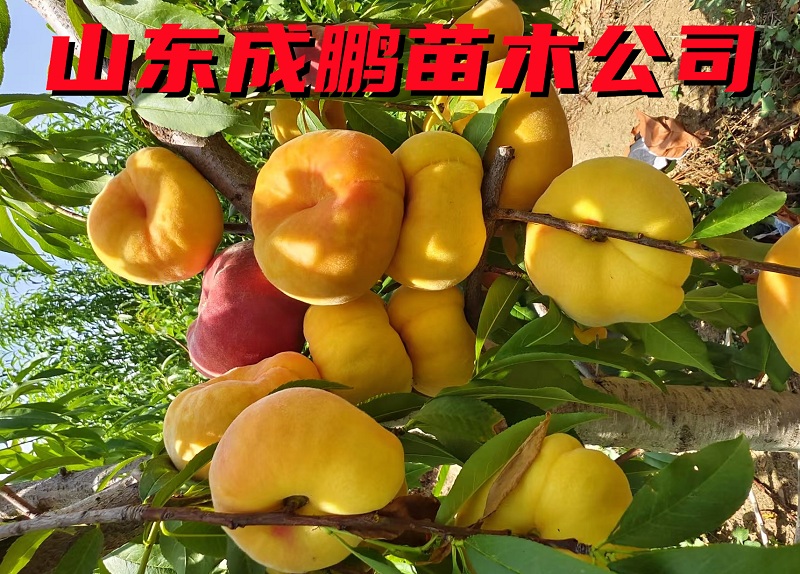 金蟠99號