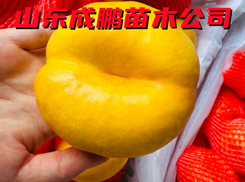 中油蟠15號(hào)