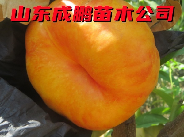 中油蟠17號(hào)