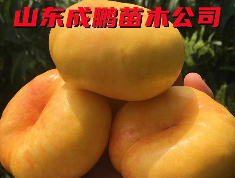 中油蟠33號(hào)