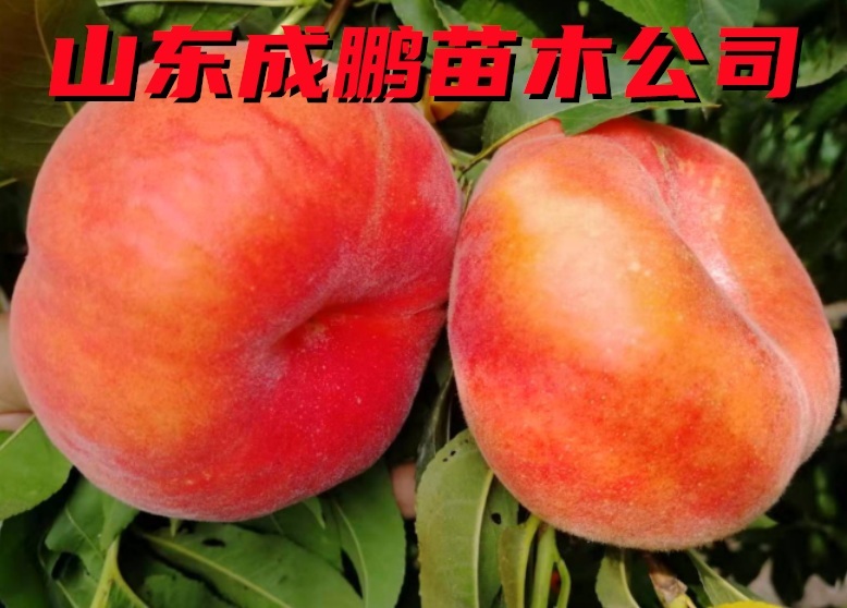 中蟠104號