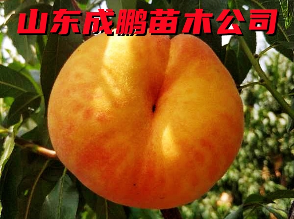 中蟠21號(hào)
