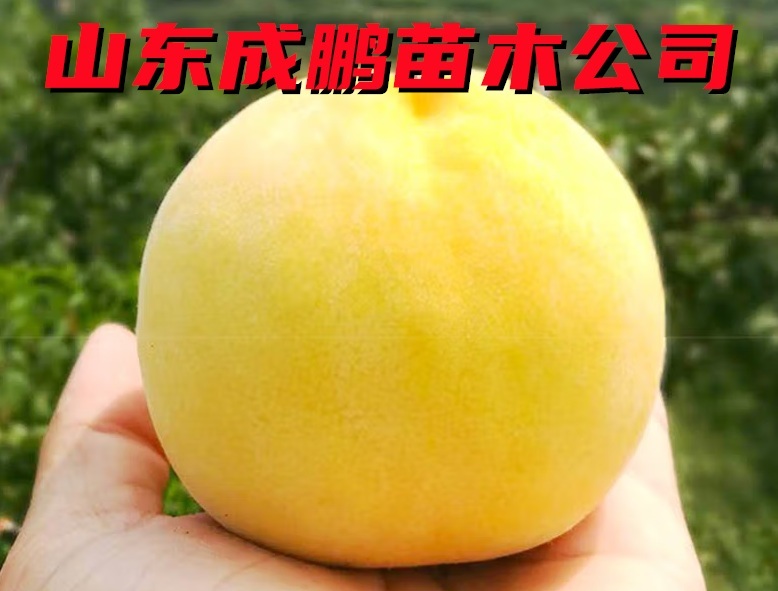 黃金超霸