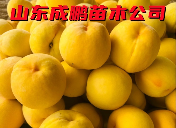 黃金鳳