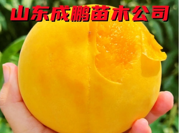 中桃金甜
