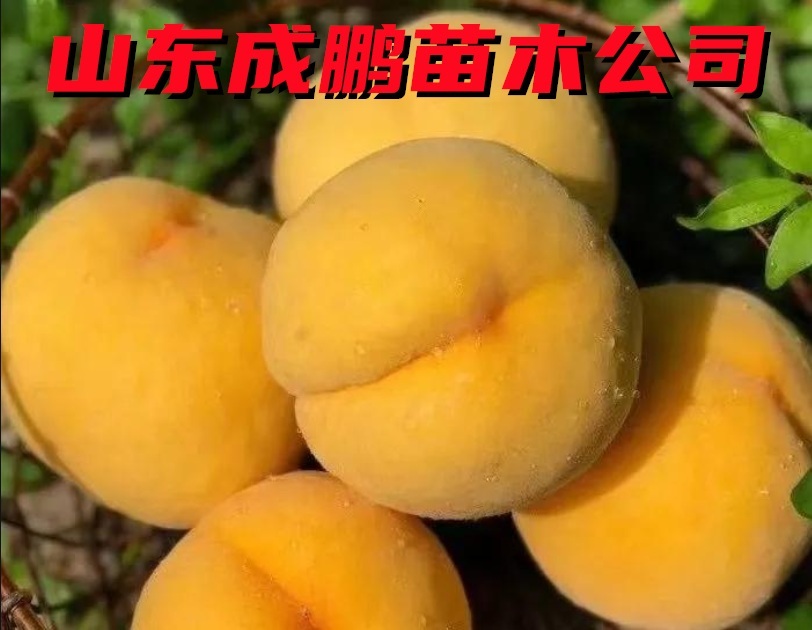 秦桃2號