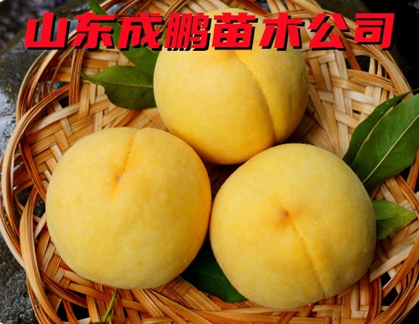 黃金蜜五號