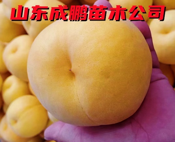 金秋超黃桃