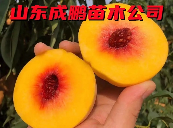 金黃金四號黃桃
