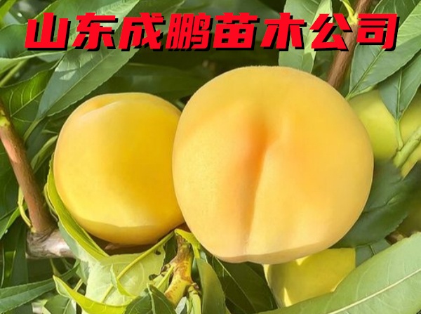中桃金曉