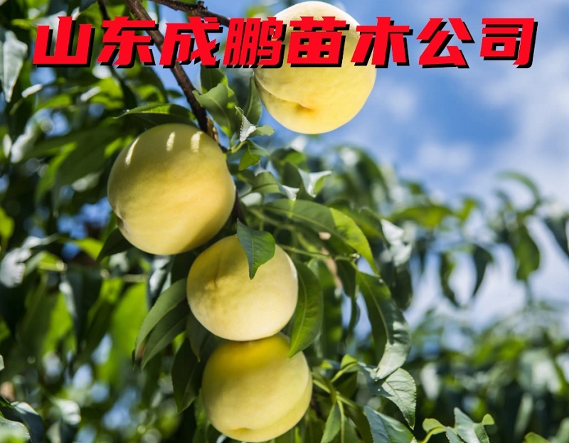 黃金冠