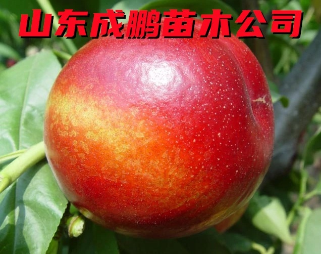 世紀(jì)之星一號(hào)