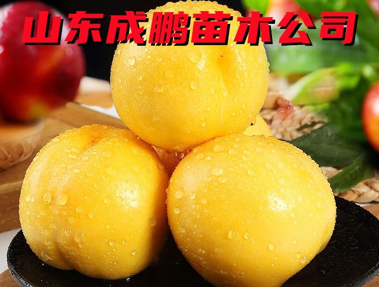 世紀(jì)之星二號(hào)