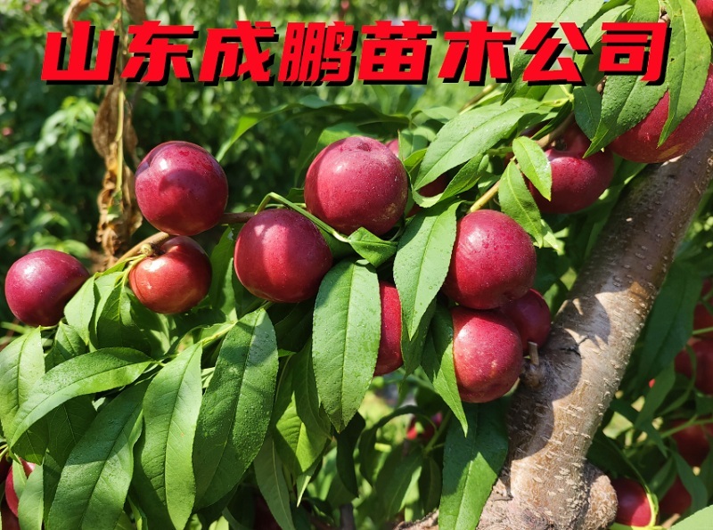 珍珠棗油桃八號(hào)