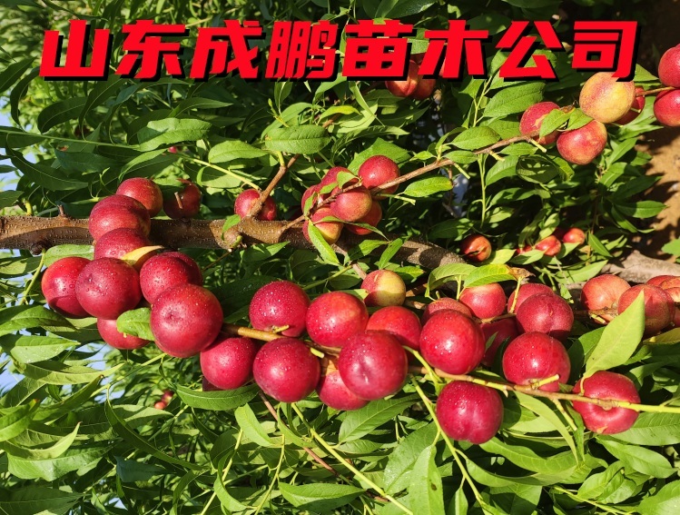 棗油桃一號(hào)