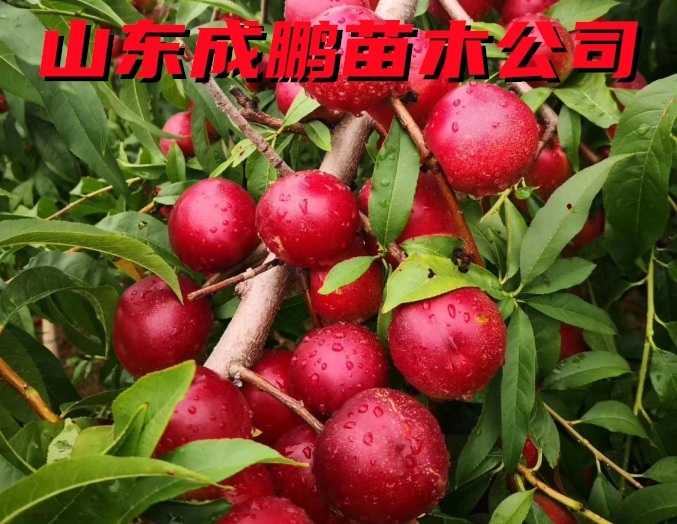 珍珠棗油桃三號