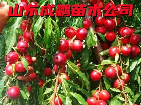 中油珠玉