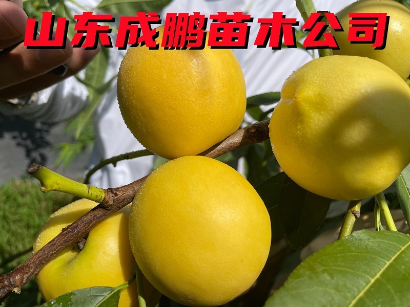蜂蜜油桃