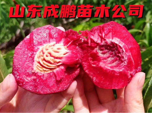紅肉油桃
