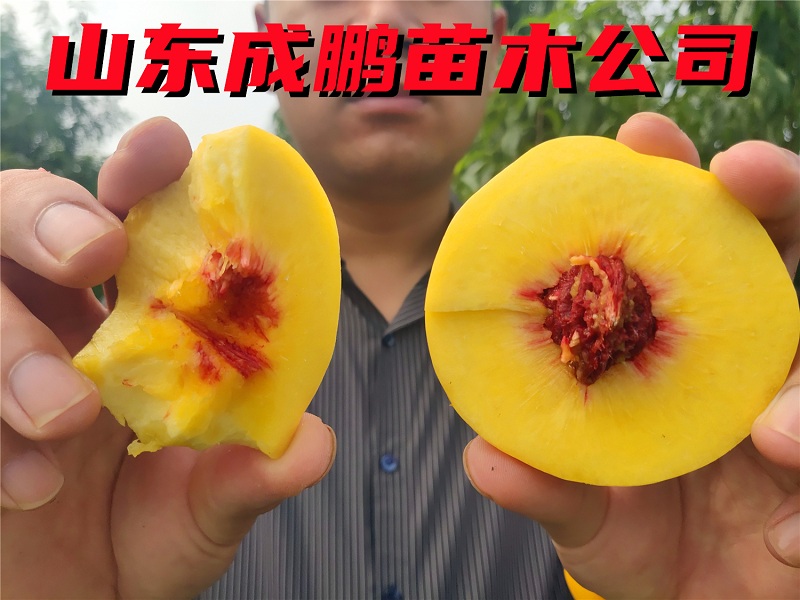 中油金甘油桃