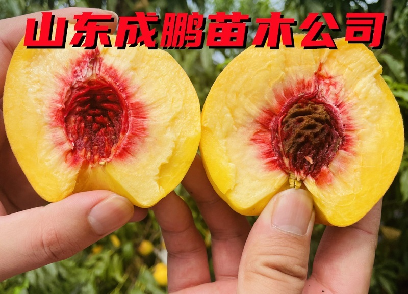 國慶黃油桃