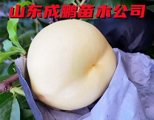 中油丹玉