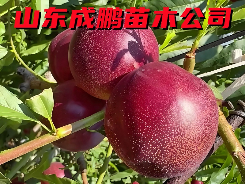 黑頭158油桃