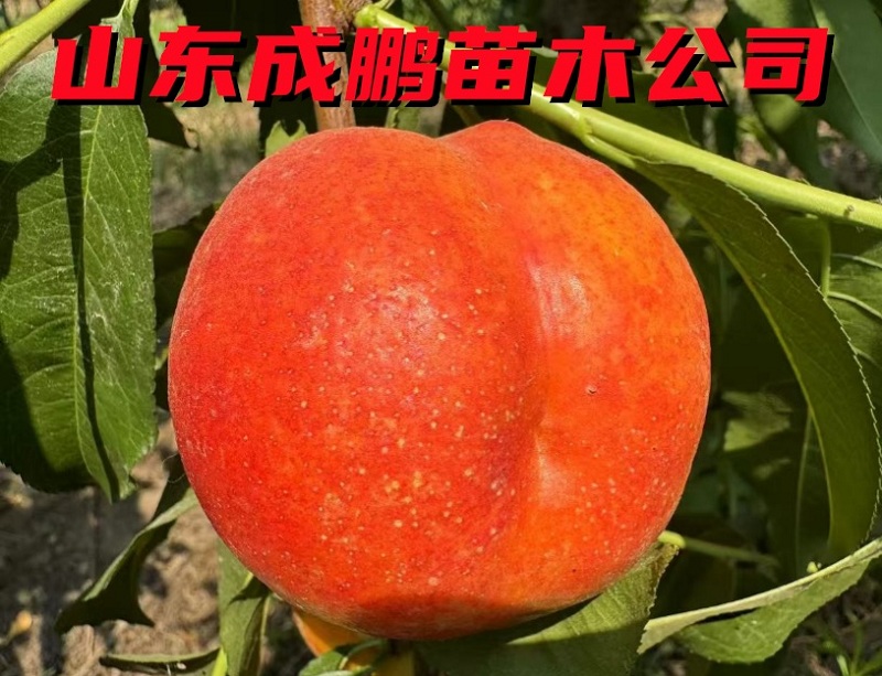 中油37號
