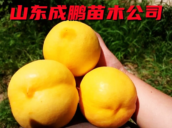 中油金緣