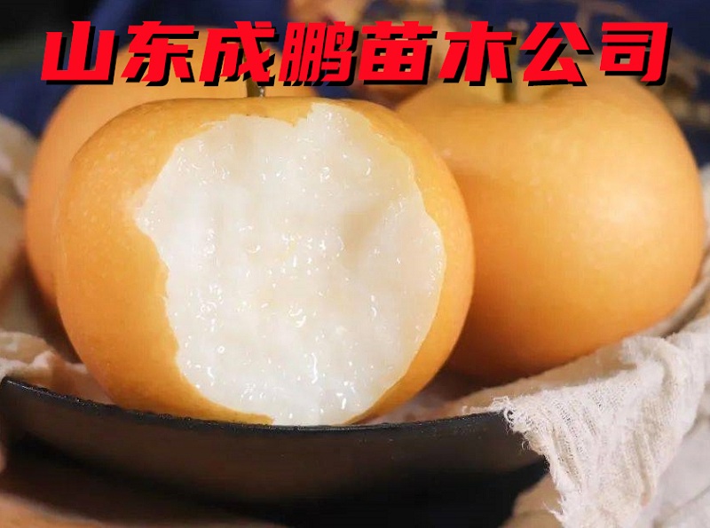 日本蜜梨