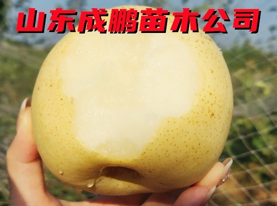 日本香梨