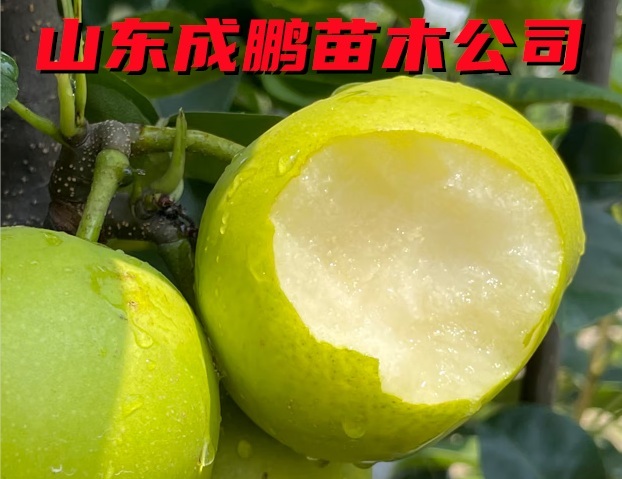 冰糖酥梨