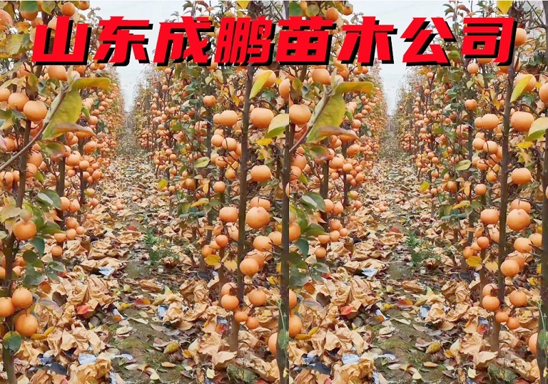柱狀梨