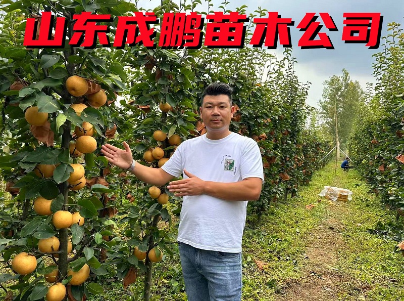 71、10月柱狀梨.jpg