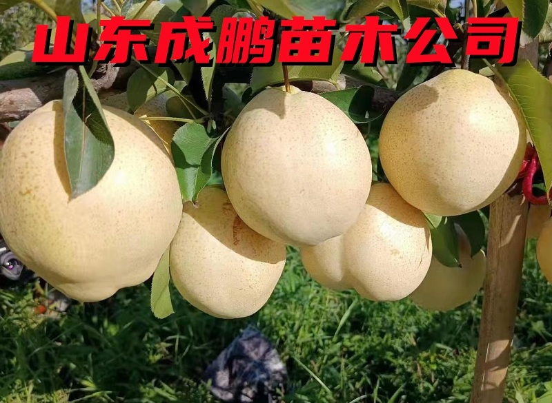 山農(nóng)酥梨