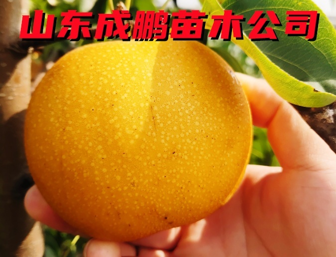 秋月梨